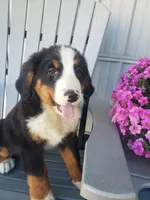 Lena, a female Bernese Mountain Dog for sale in New Haven, IN – 8 of 9