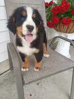 Lucy, a female Bernese Mountain Dog for sale in New Haven, IN – 2 of 4