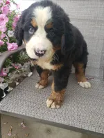 Maddie , a female Bernese Mountain Dog for sale in New Haven, IN – 4 of 10