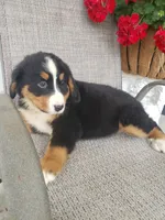 Lilly, a female Bernese Mountain Dog for sale in New Haven, IN – 3 of 6