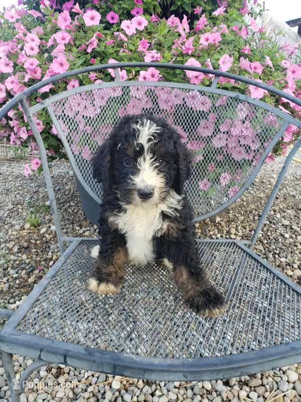 Roscoe  – Bernedoodle puppy for sale in New Haven, IN