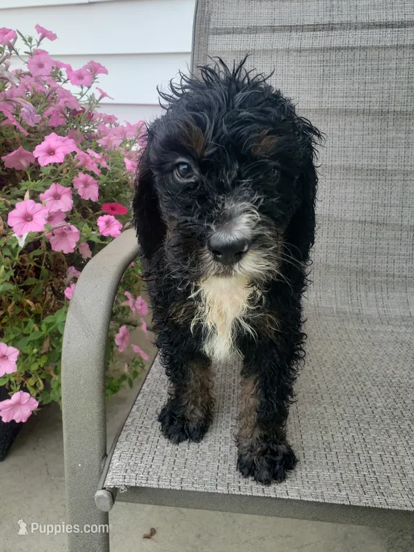 Bear – Bernedoodle puppy for sale in New Haven, IN