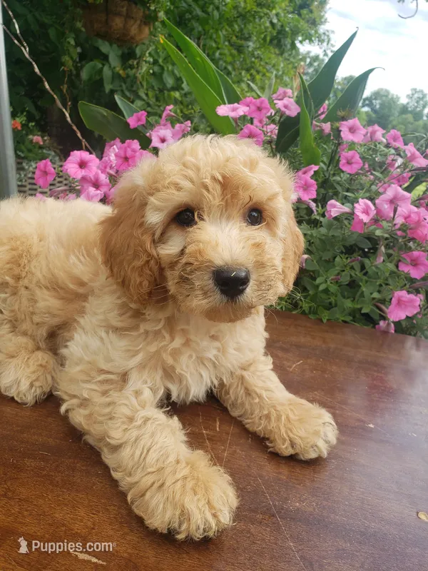 Sammy  – Miniature Goldendoodle puppy for sale in New Haven, IN