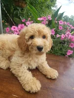 Sammy , a male Miniature Goldendoodle for sale in New Haven, IN – 1 of 9