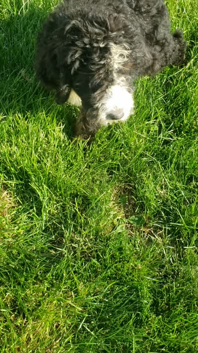 MOOSE , a male Bernedoodle for sale in New Haven, IN – 9 of 9
