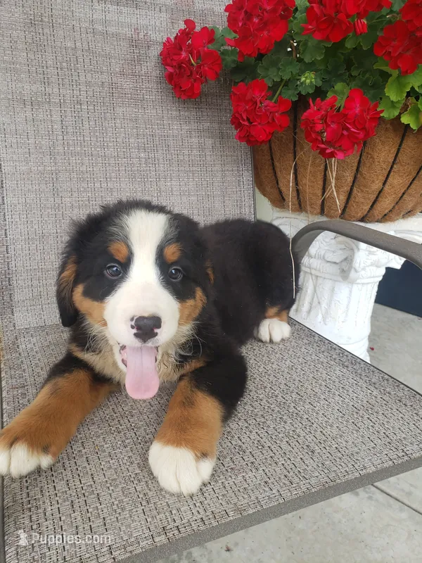 MOOSE  – Bernese Mountain Dog puppy for sale in New Haven, IN