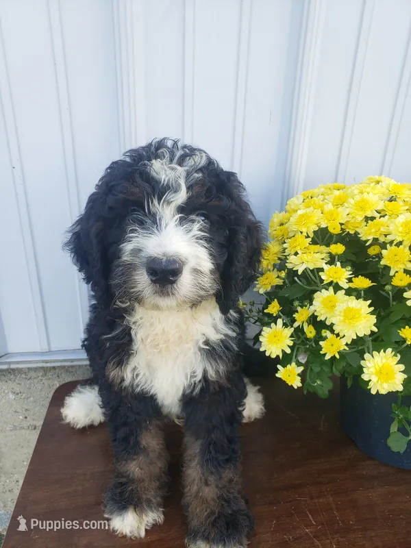 MOOSE  – Bernedoodle puppy for sale in New Haven, IN