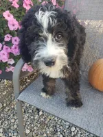 MOOSE , a male Bernedoodle for sale in New Haven, IN – 2 of 9