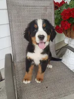 Lucy, a female Bernese Mountain Dog for sale in New Haven, IN – 4 of 4