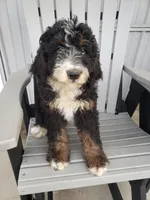 Emma, a female Bernedoodle for sale in New Haven, IN – Photo 3 of 8