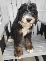 Emma, a female Bernedoodle for sale in New Haven, IN – Photo 7 of 8