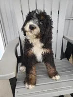 Emma, a female Bernedoodle for sale in New Haven, IN – Photo 1 of 8