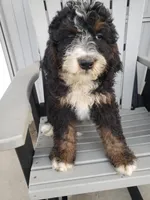 Emma, a female Bernedoodle for sale in New Haven, IN – Photo 2 of 8
