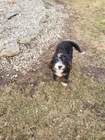 Emma, a female Bernedoodle for sale in New Haven, IN – Photo 8 of 8