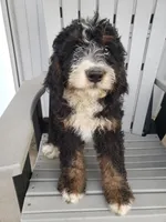 Emma, a female Bernedoodle for sale in New Haven, IN – Photo 4 of 8