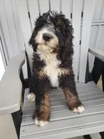 Emma, a female Bernedoodle for sale in New Haven, IN – Photo 6 of 8