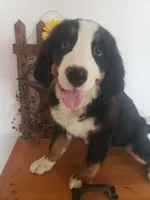 Hannah , a female Bernese Mountain Dog for sale in New Haven, IN – 7 of 10