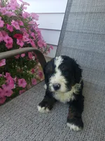 Roscoe , a male Bernedoodle for sale in New Haven, IN – 3 of 8