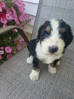 Emma , a female Bernedoodle for sale in New Haven, IN – 5 of 10