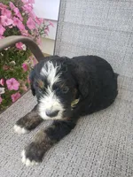 MOOSE , a male Bernedoodle for sale in New Haven, IN – 3 of 10