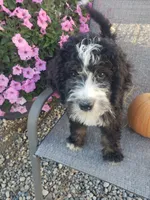 MOOSE , a male Bernedoodle for sale in New Haven, IN – 7 of 9