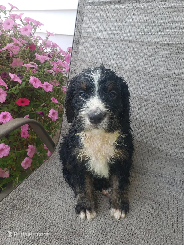 Roscoe  – Bernedoodle puppy for sale in New Haven, IN