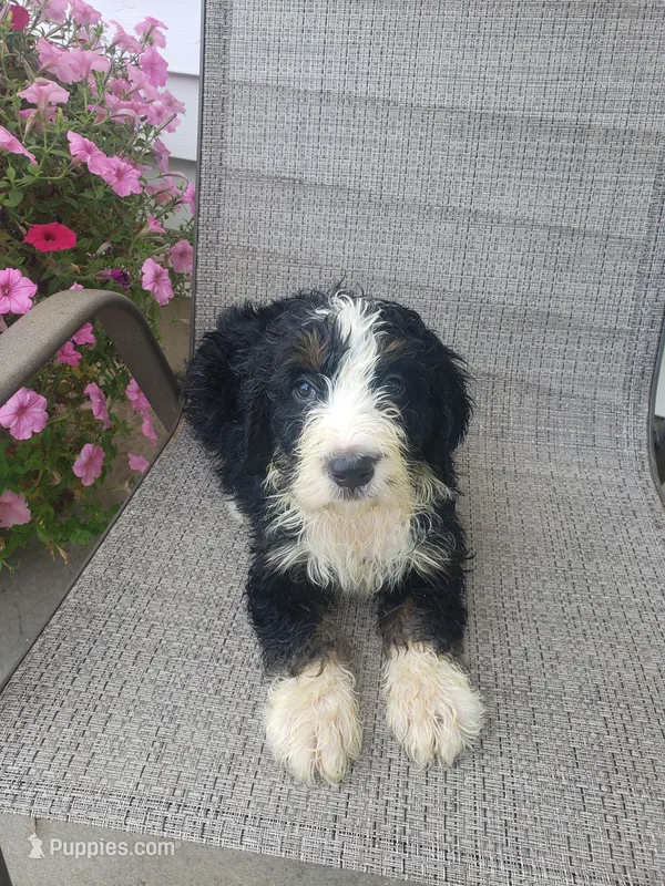 Benji – Bernedoodle puppy for sale in New Haven, IN