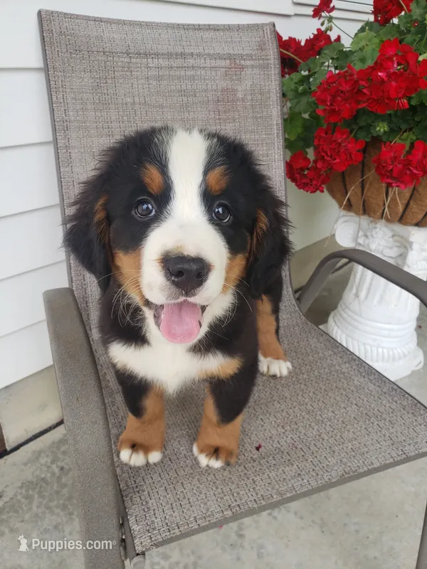 Lucy – Bernese Mountain Dog puppy for sale in New Haven, IN