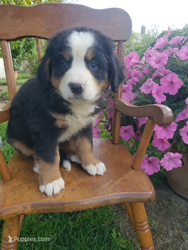 Hannah  – Bernese Mountain Dog puppy for sale in New Haven, IN