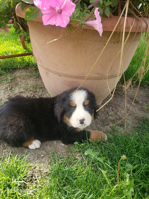 MOOSE  – Bernese Mountain Dog puppy for sale in New Haven, IN