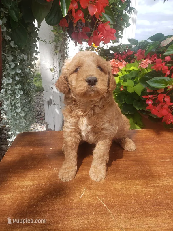Noah – Miniature Goldendoodle puppy for sale in New Haven, IN