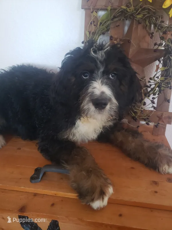 Noah Roscoe  – Bernedoodle puppy for sale in New Haven, IN
