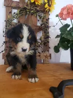 Duke, a male Bernese Mountain Dog for sale in New Haven, IN – 5 of 8