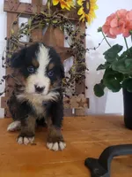 Duke, a male Bernese Mountain Dog for sale in New Haven, IN – 6 of 8