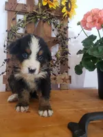Duke, a male Bernese Mountain Dog for sale in New Haven, IN – 7 of 8