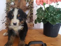Duke, a male Bernese Mountain Dog for sale in New Haven, IN – 3 of 8
