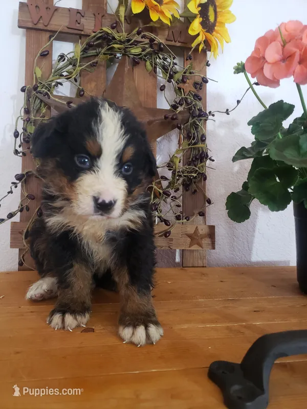 Duke – Bernese Mountain Dog puppy for sale in New Haven, IN