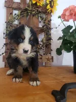 Duke, a male Bernese Mountain Dog for sale in New Haven, IN – 1 of 8