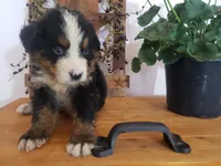 Duke, a male Bernese Mountain Dog for sale in New Haven, IN – 4 of 8