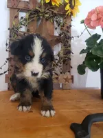 Duke, a male Bernese Mountain Dog for sale in New Haven, IN – 8 of 8