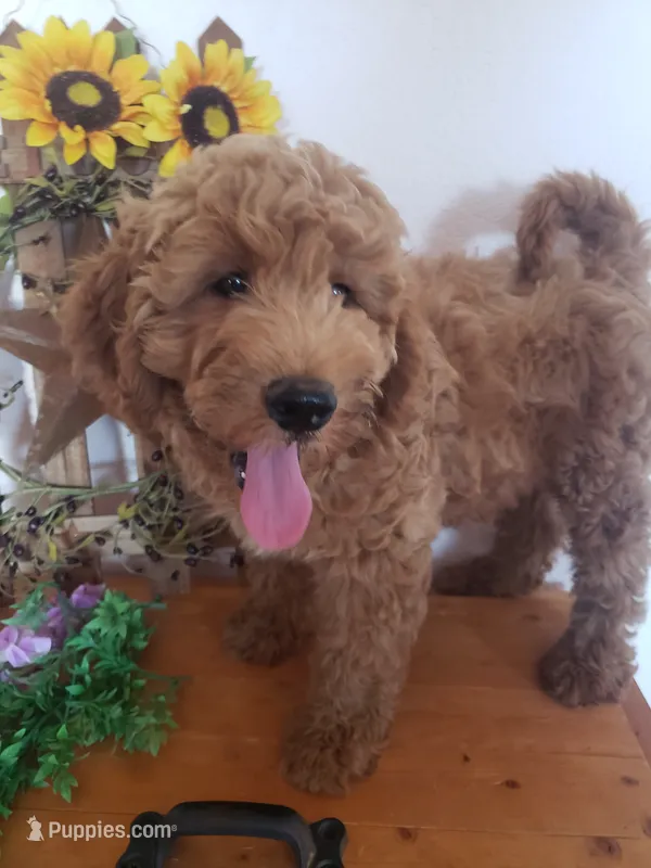 Noah – Miniature Goldendoodle puppy for sale in New Haven, IN