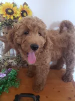 Noah, a male Miniature Goldendoodle for sale in New Haven, IN – 3 of 10