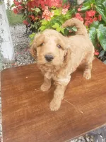 Noah, a male Miniature Goldendoodle for sale in New Haven, IN – 10 of 10