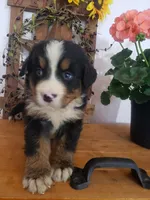 Lilly , a female Bernese Mountain Dog for sale in New Haven, IN – 7 of 10