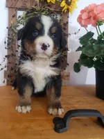 Lilly , a female Bernese Mountain Dog for sale in New Haven, IN – 3 of 10