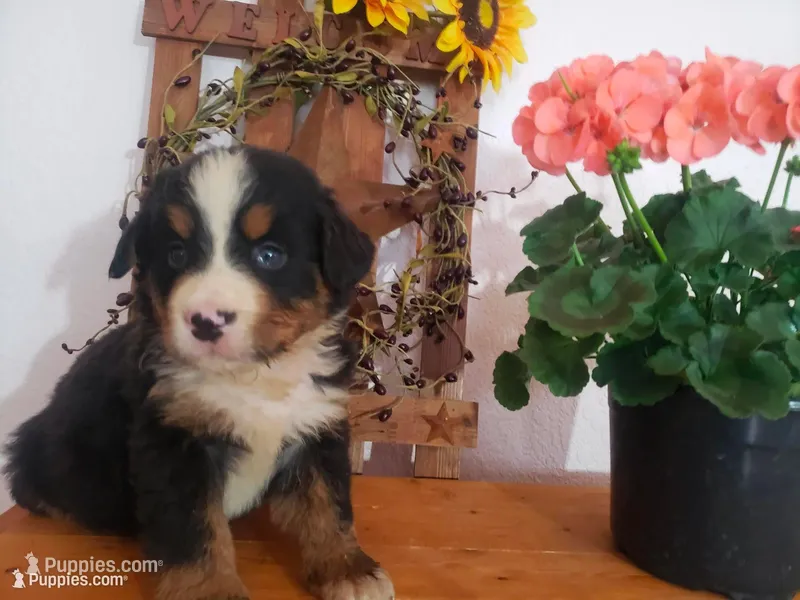 Lilly  – Bernese Mountain Dog puppy for sale in New Haven, IN