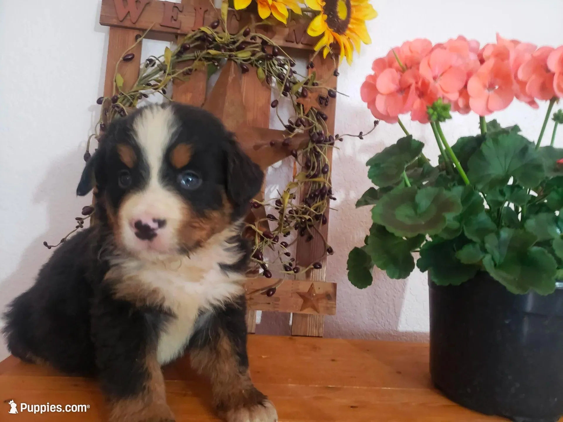 Lilly , a female Bernese Mountain Dog for sale in New Haven, IN – 1 of 10