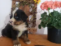 Lilly , a female Bernese Mountain Dog for sale in New Haven, IN – 6 of 10