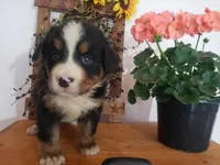 Lilly , a female Bernese Mountain Dog for sale in New Haven, IN – 2 of 10