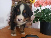 Lilly , a female Bernese Mountain Dog for sale in New Haven, IN – 5 of 10